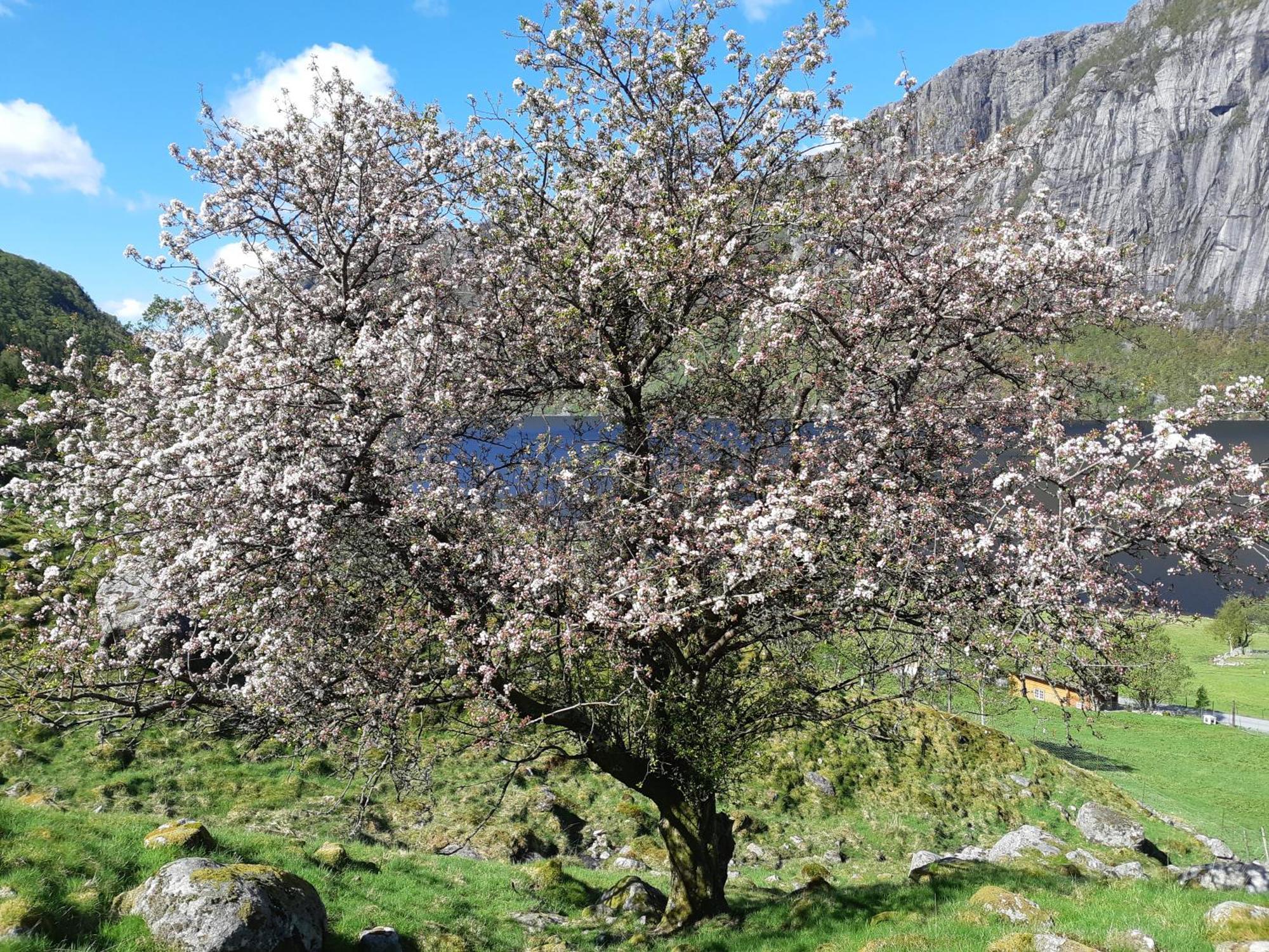 Hytte Ved Preikestolen Forsand ภายนอก รูปภาพ